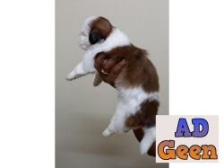 used Female Shih Tzu puppy for sale for sale 